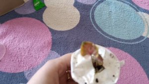 Сингониум ехал 10 дней почтой России...😱🙄 Сингониум Клубничный Лёд 🍓🧊