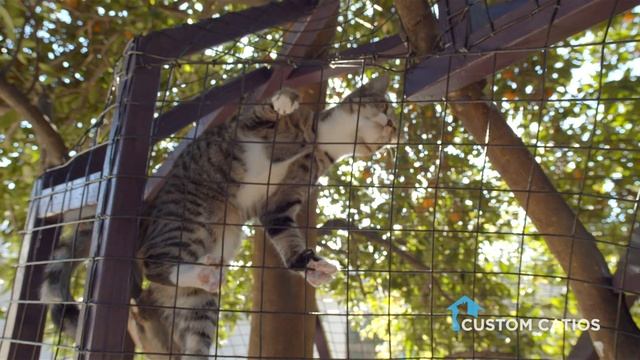 Cats Playing in Orange Tree Catio is Catastic! смотреть онлайн