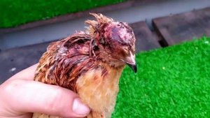 Зверство у Перепелок что делать