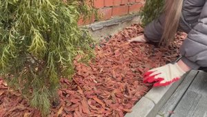 Кора лиственницы, декор сада, своими руками, туи Смарагд. Весна пришла  , Урал 🌺