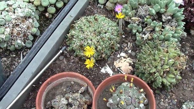 Update of collection смотреть онлайн