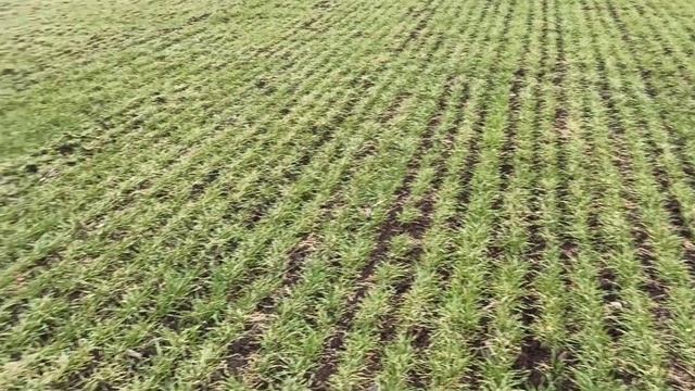 22 марта 2020 г.Вплив приморозку на озимий ячмінь Луран та Хайлайт смотреть онлайн