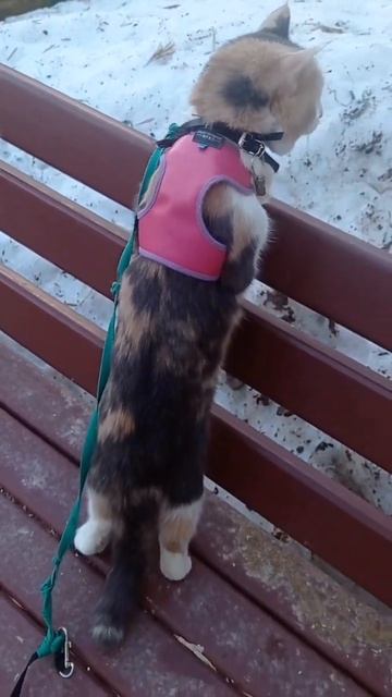 #домашниеживотные #животные #кошка #питомцы #youtubeshorts  #муся#смешныеживотные