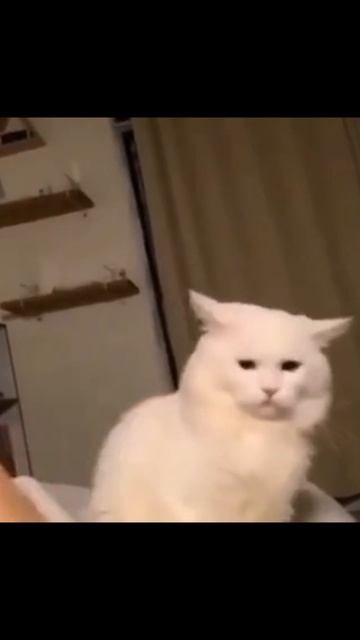 САМЫЕ СМЕШНЫЕ ВИДЕО О КОШКАХ СОБАКАХ И ЖИВОТНЫХ #юмор #развлечения #shorts #смешноевидео смотреть онлайн