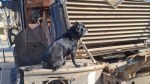 Подбитая на СВО натовская техника