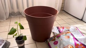 Посадила дыню в большой горшок