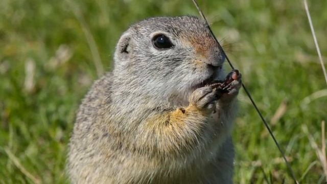 European ground squirrel - Spermophilus citellus смотреть онлайн