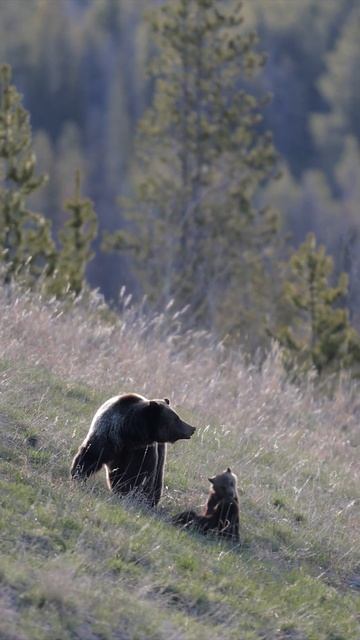 Wildlife Photography-Felicia  Grizzly 863 out of the Den-Jackson HoleGrand Tetons shorts coy