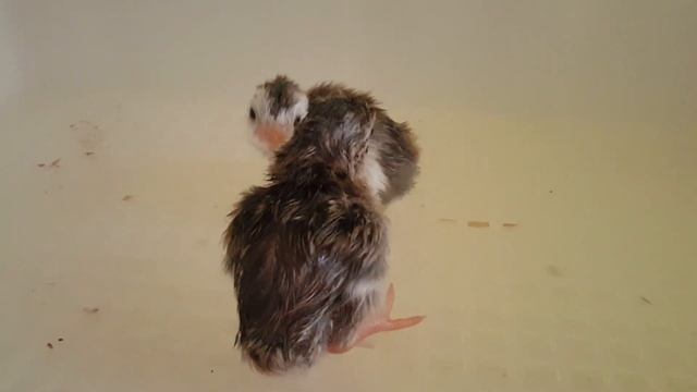 Цесарята. Пополнение так и «прет». Мой провальный проект. смотреть онлайн