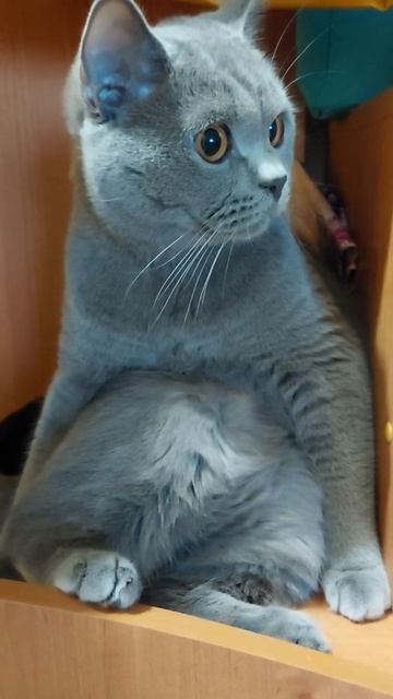 Как сидит Британский Кот 🐱 смотреть онлайн