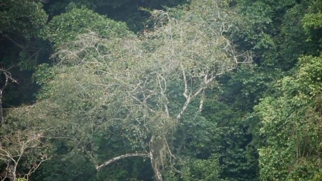 Tonkin Snub nosed monkeys Voọc mũi hếch in Khau Ca смотреть онлайн