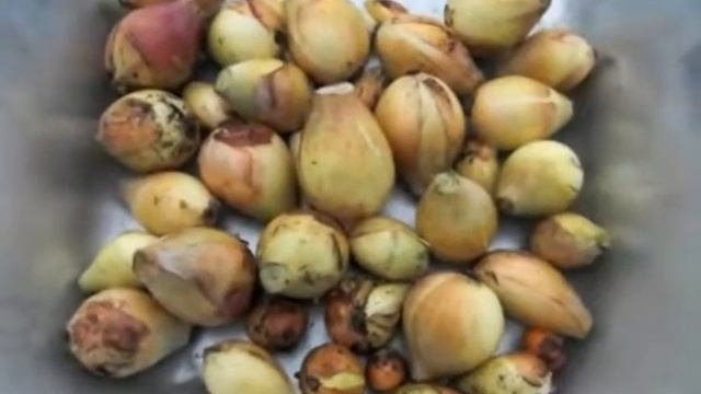 Лук из семян - уборка урожая. смотреть онлайн