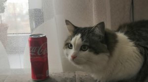 Го побалтаем???