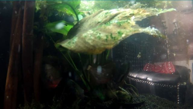 GoPro HD Hero 2  flat lens housing test piranha's Ed Skillz смотреть онлайн