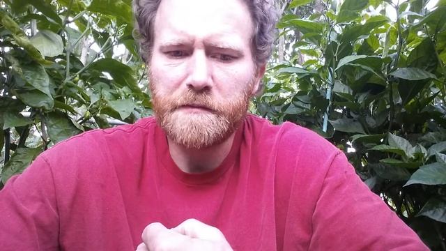 "Trinidad Perfume" pod test. смотреть онлайн