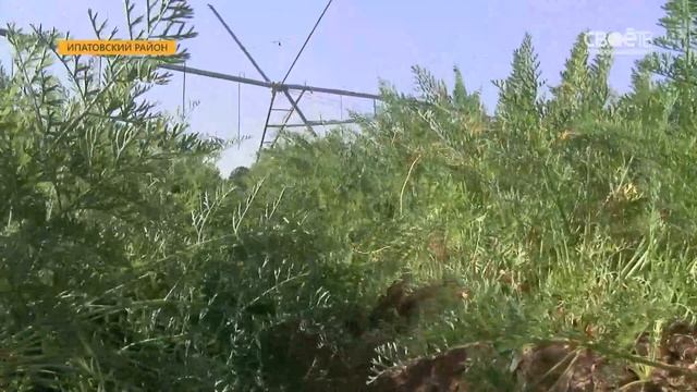 Больше трёх с половиной миллионов тонн зерна уже собрали труженники Ставрополья