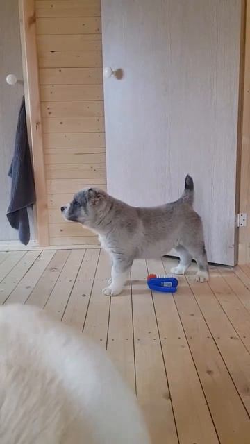 Рагнар из Александровой Слободы. Парню 8 недель . Включается в охрану) смотреть онлайн