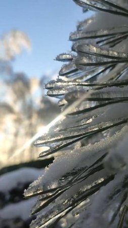 Приятно погулять по морозному лесу, зная, что тебя ждёт чай у камина в тёплом уютном доме ❄ #shorts