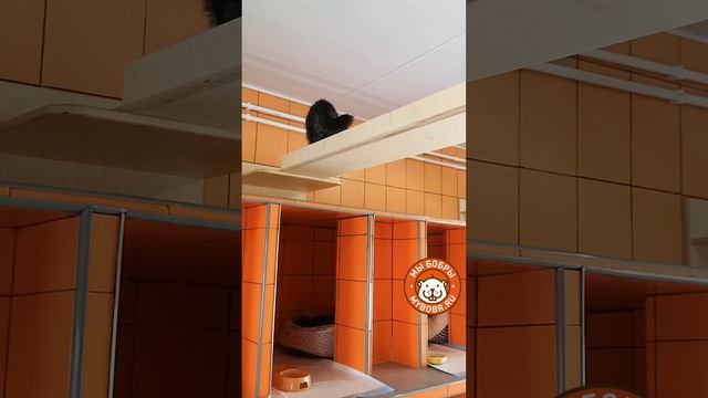 Новый день-новый котодром от Мы Бобры