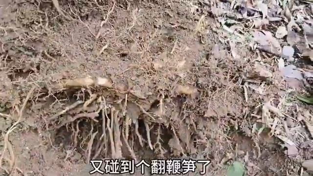 2023年挖冬笋第21天今天买的新锄头真好用轻松收获50多斤笋