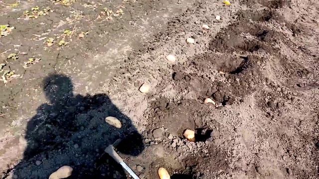 Решила Посадить небольшую Грядку🥔🥔🥔 КАРТОШКИ из ОТХОДОВ.  12 апреля 2023г.🌞