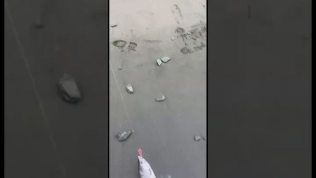 Гид с которым все могут  поймать своего лосося  рыбалка сахалин fishing сима