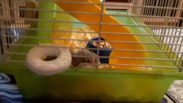 Хомяк-акробат смотреть онлайн