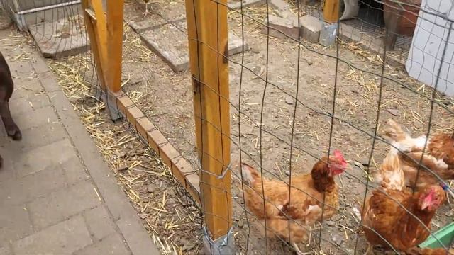 курочки несушки дневной контроль (уборка, мойка) смотреть онлайн