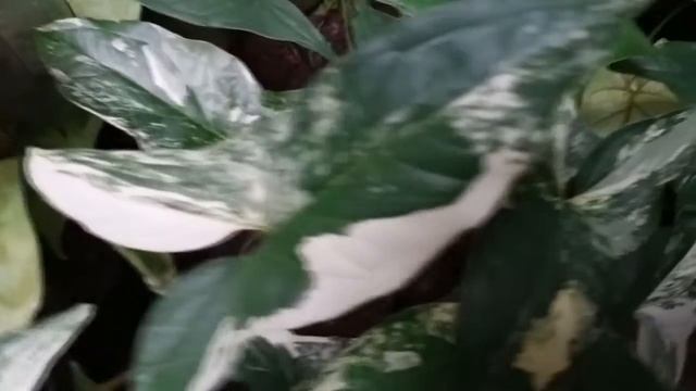 SYNGONIUM VARIEATES & COLLECTION
