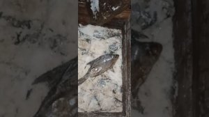 Харьков Салтовка 10 мая 2024 года. СУХОЙ ПОСОЛ РЫБЫ в безопасном месте!