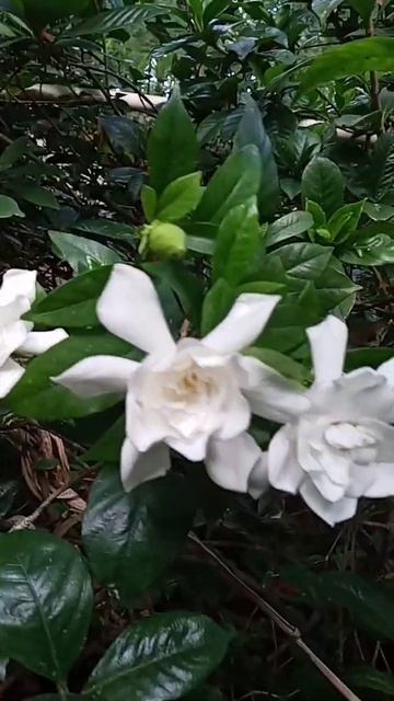 Pretty Gardenia or RosalImelda Ingram