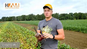 Свекла столовая Субето