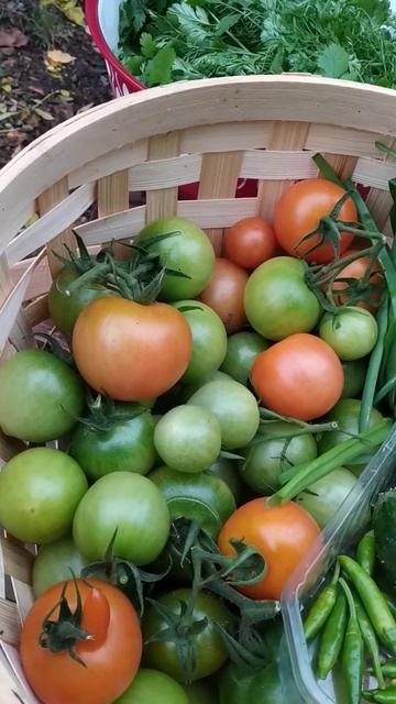 Harvest 22 October 2022