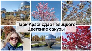 Парк Краснодар Галицкого Цветение сакуры