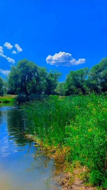 Квакают лягушки. Звуки лесного озера.#shorts смотреть онлайн