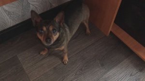 Принц любит сыр