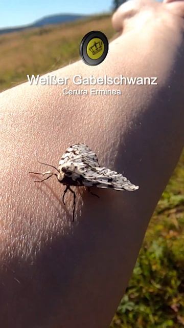 🦋 蝶 🌸Butterfly Beauty смотреть онлайн