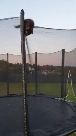 Kitten at the top of a trampoline