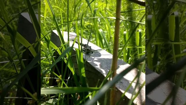 Ящерицы, пение кукушки и иволги смотреть онлайн