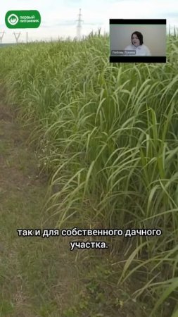 В чем недостатки выращивания мискантуса гигантского