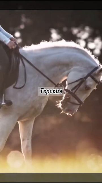 Породы потерявшие популярность#тренд#equestrian#конники#конныймир#лошади#рек#тикток#тренды#horse#ре смотреть онлайн