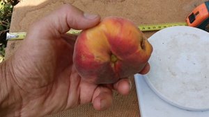 Інжирний персик Плейне Джем в моєму домашньому саду. 13.08.2023 р.