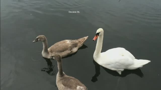 Лето в Янтарном. Калининградская область.mp4