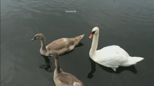 Лето в Янтарном. Калининградская область.mp4