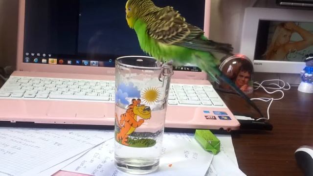 Сёмка купается в стакане))))))))))))) смотреть онлайн