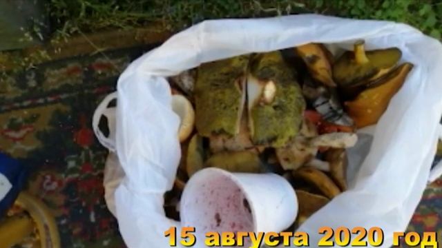 И в лес по грибы по ягоды и заготовки дома. Хроника 15 августа 2020 год