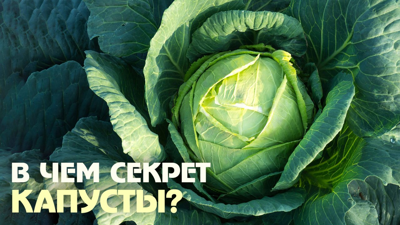 Царица овощей: почему стоит полюбить капусту?