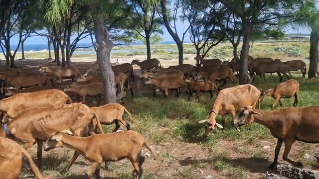 Shepherding at animal flower cave, Barbados