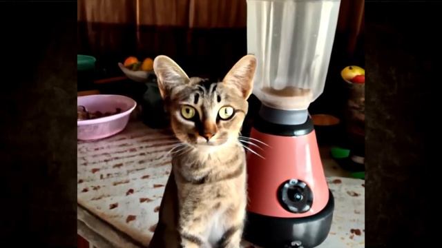 CAT BLENDER| VIRAL VEDIO CAT IN BLENDER| COMPLET DETAIL | CLICK HERE #CAT #CATINBLENDER # смотреть онлайн