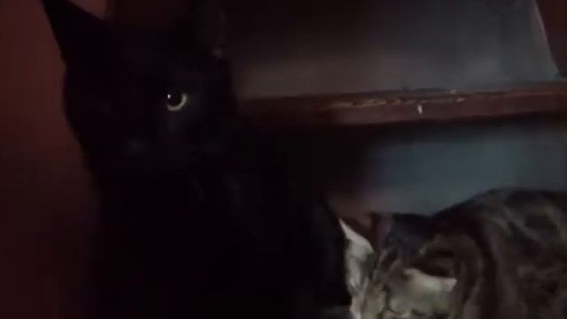 Смешное видео про кошек смотреть онлайн